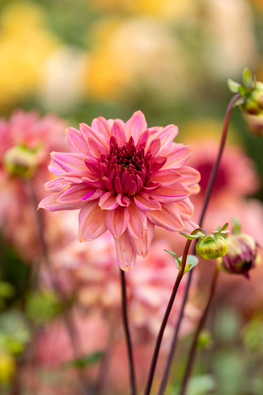 Dahlia 'Negroni Sunset'